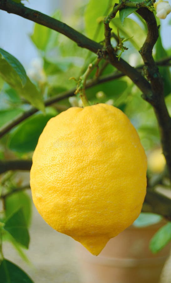 citrontree arkivfoto