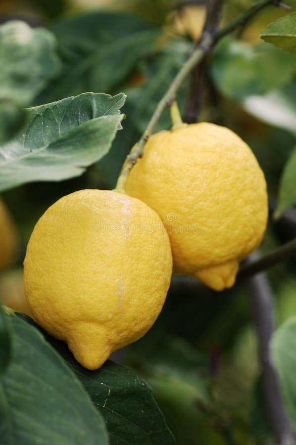 Citronträd med frukter royaltyfri fotografi Citronträd med frukter royaltyfri fotografi