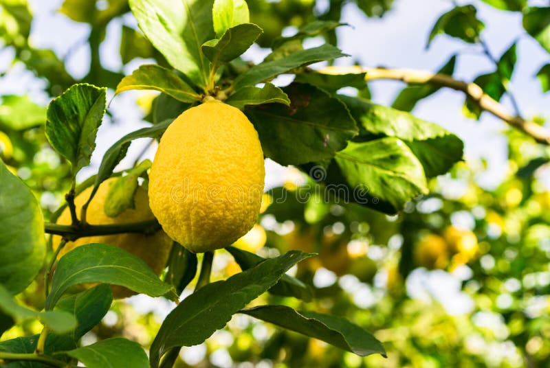 Citronträd med mogen gul frukt royaltyfria bilder Citronträd med mogen gul frukt royaltyfria bilder