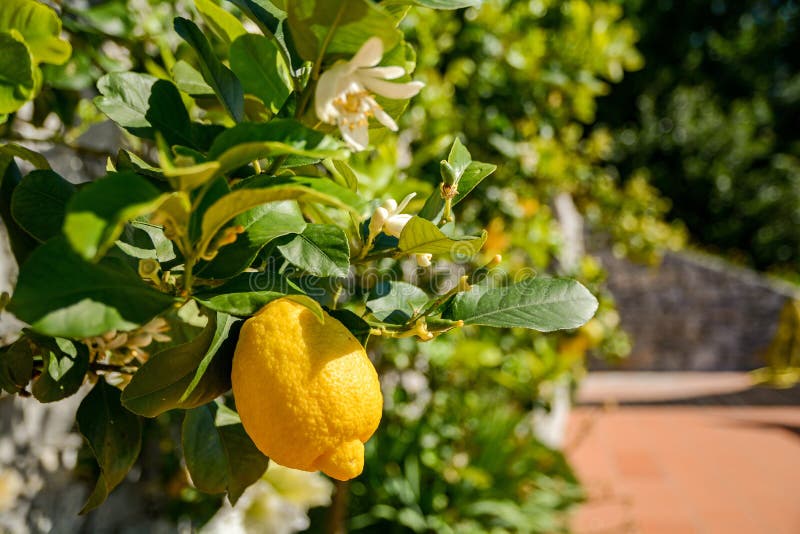 Citronträd med mogna frukter i en italienareträdgård nära medelhavet, Italien royaltyfria bilder Citronträd med mogna frukter i en italienareträdgård nära medelhavet, Italien royaltyfria bilder