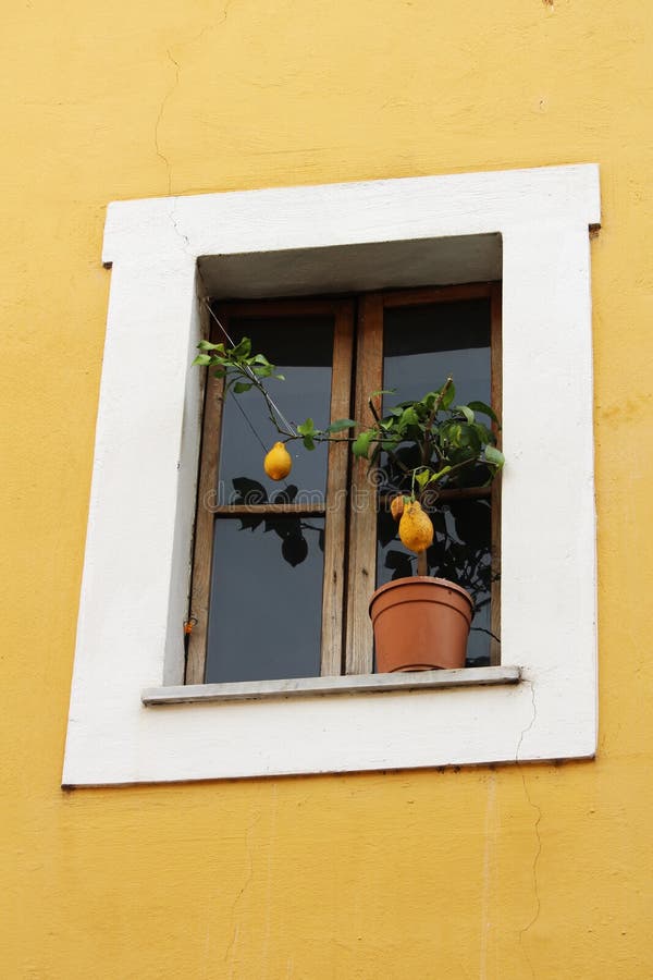 Citronträd på fönsterfönsterbrädan, Rome, Italien arkivbild Citronträd på fönsterfönsterbrädan, Rome, Italien arkivbild