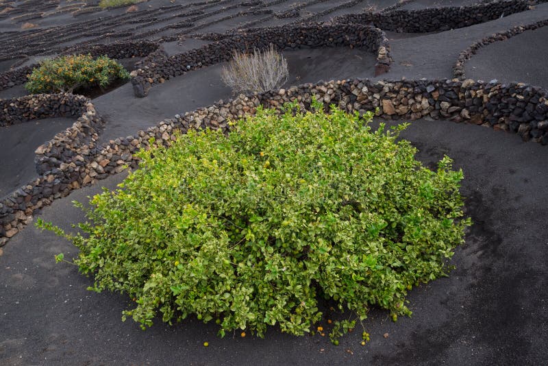 Citronträd som växer i lavajord, Lanzarote arkivfoton Citronträd som växer i lavajord, Lanzarote arkivfoton