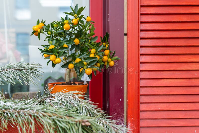 Citronträdet med citronen och kvisten av sörjer på fönstret royaltyfri fotografi Citronträdet med citronen och kvisten av sörjer på fönstret royaltyfri fotografi