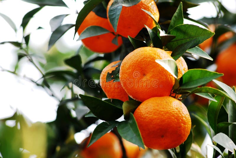 Covered with citrus orange trees