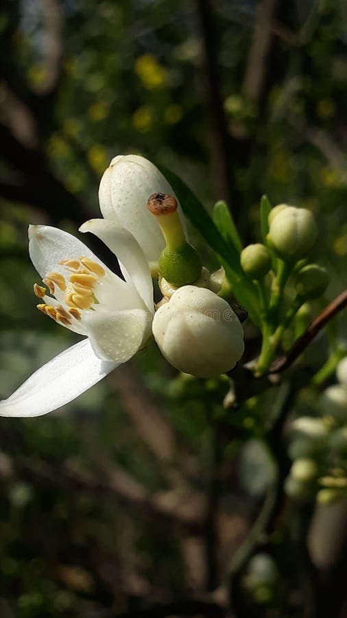 Citrus Aurantium White Flower Stock Photo Image of orange, flower