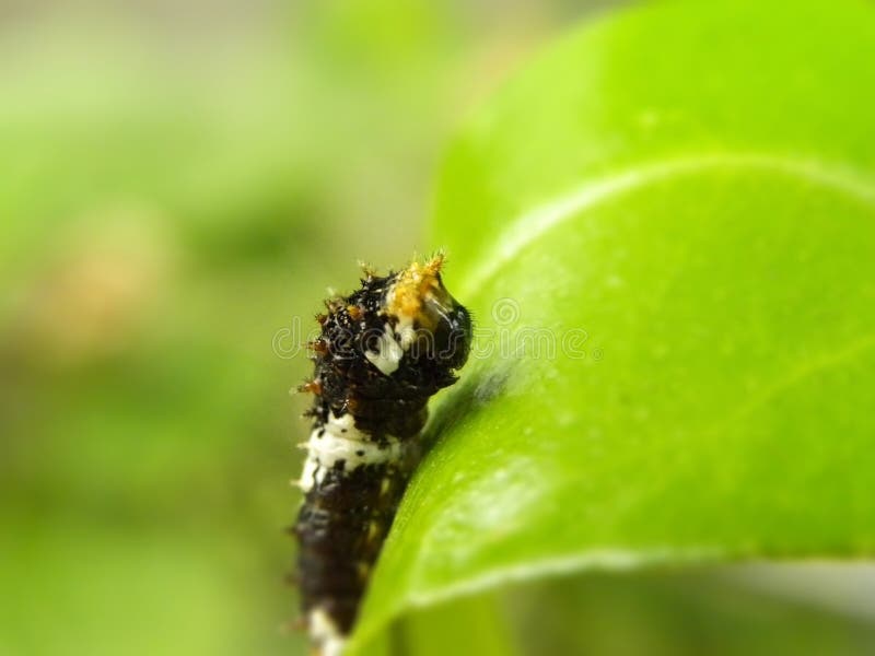 Citrus Butterfly larva 2 royalty free stock images