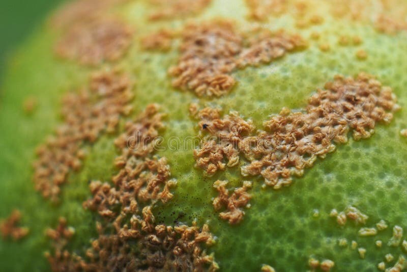 Citrus Disease,citrus Canker, Stock Photo Image of pathology, farm