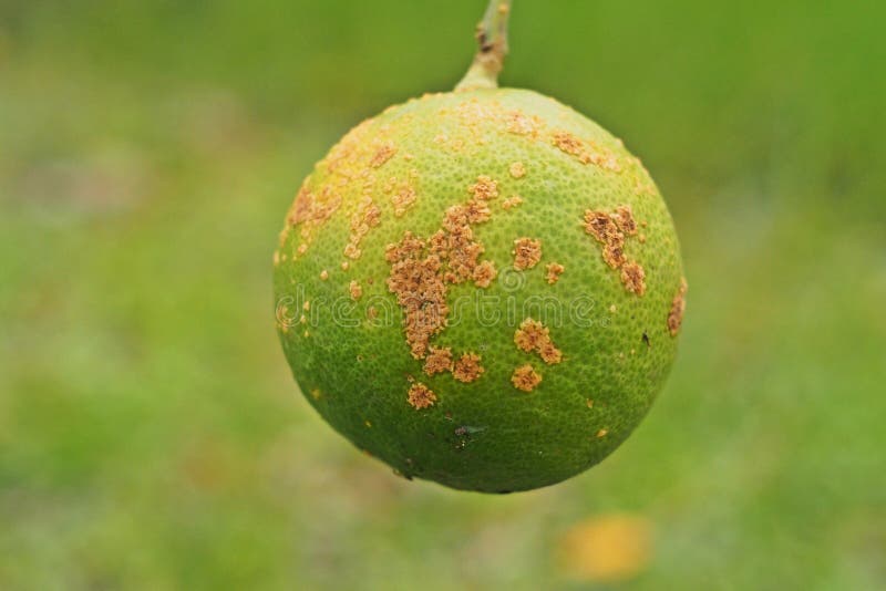 Citrus Disease,citrus Canker, Stock Photo Image of pathology, farm