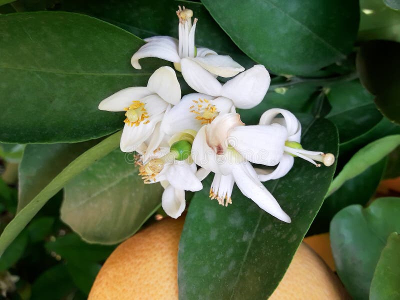 Citrus flowers on the tree stock image. Image of leaf 145566335