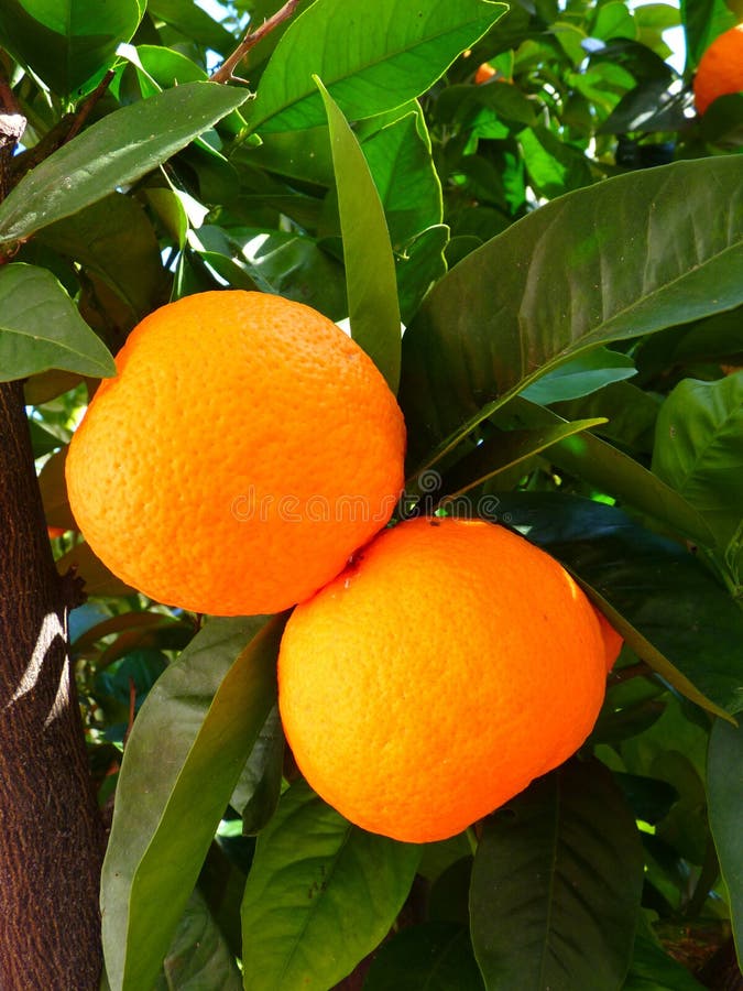 Citrus, Fruit, Bitter Orange, Valencia Orange Picture. Image 97353399