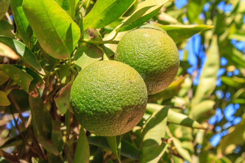 281 Citrus South Africa Stock Photos Free & RoyaltyFree Stock Photos