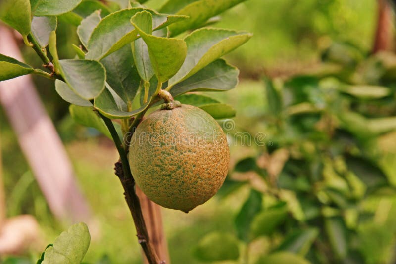 Citrus fruit disorder stock photo