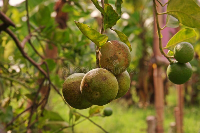 Citrus fruit disorder stock photos