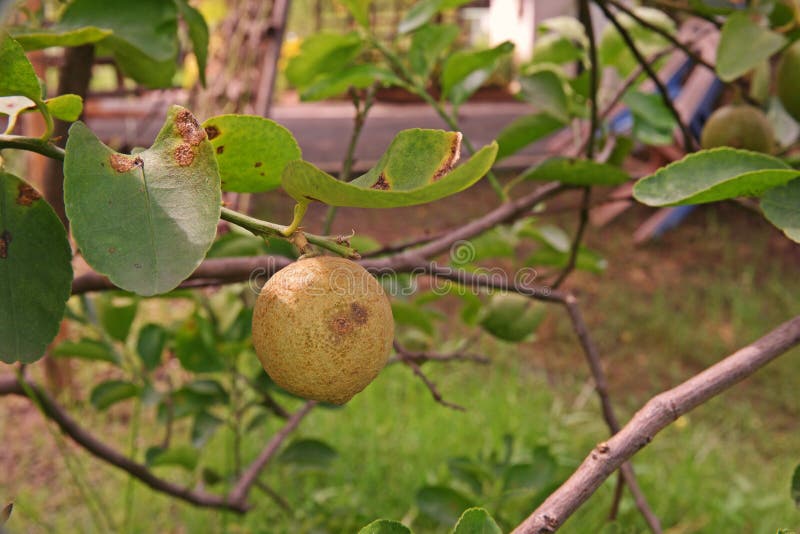 Citrus fruit disorder royalty free stock photos
