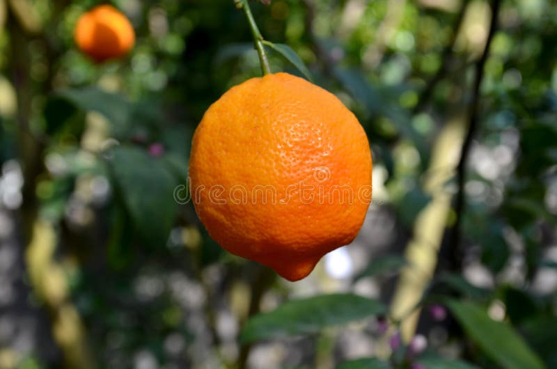 Citrus fruit stock image. Image of cross, bitter, bright 53237449
