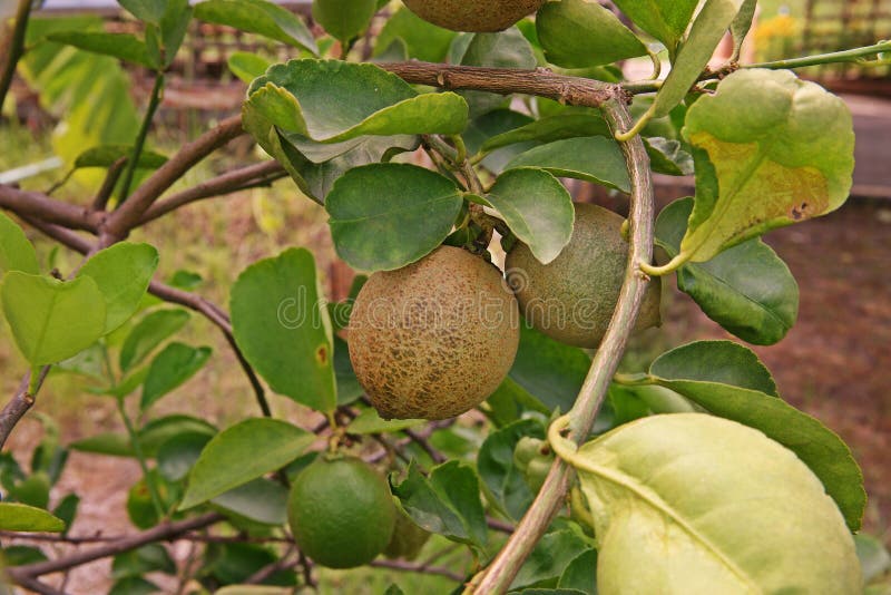 Citrus fruit disorder stock photos