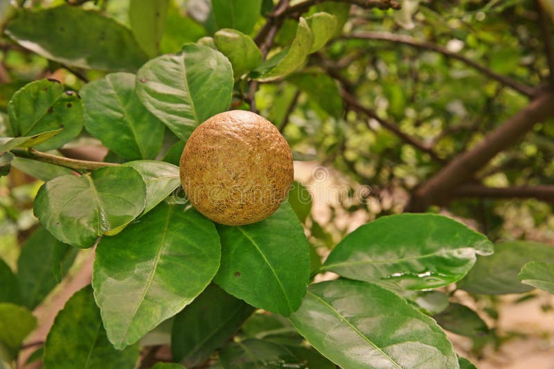 Citrus fruit disorder royalty free stock images