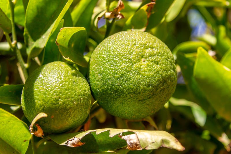 Citrus Fruit stock image. Image of summer, fruit, blue 107872013