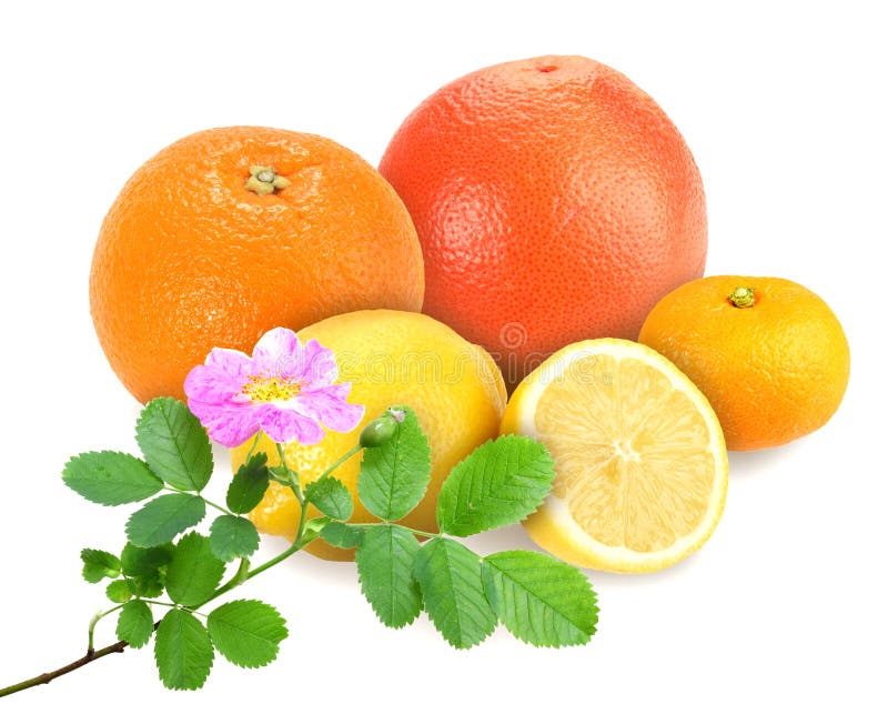 Citrus fruits with branch of dog-rose