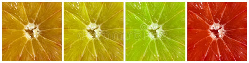 A collage or collection of orange, lemon, lime and grapefruit slices. A collage or collection of orange, lemon, lime and grapefruit slices