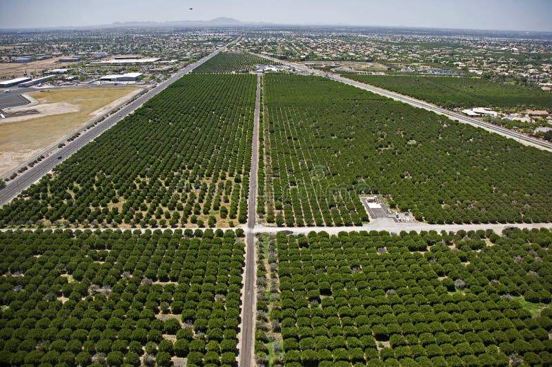 Citrus Groves