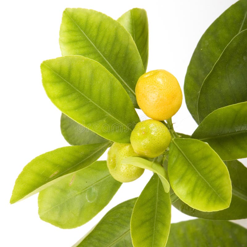 Citrus leaf on white background