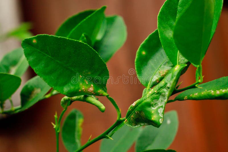 Lemon Citrus Canker Disease Causes by Xanthomonas Axonopodis Bacteria