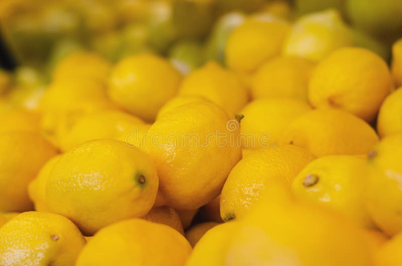 Citrus Limon, der Zitronenbaum, ist ein kleiner beständiger Obstbaum lizenzfreie stockbilder Citrus Limon, der Zitronenbaum, ist ein kleiner beständiger Obstbaum lizenzfreie stockbilder