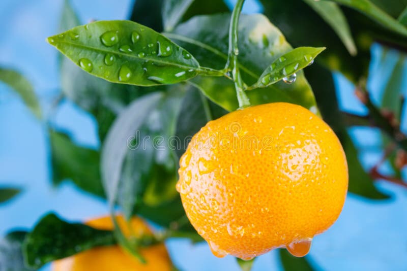 Citrus, mandarin fruits branch in the garden. Summer time photo orange tree.