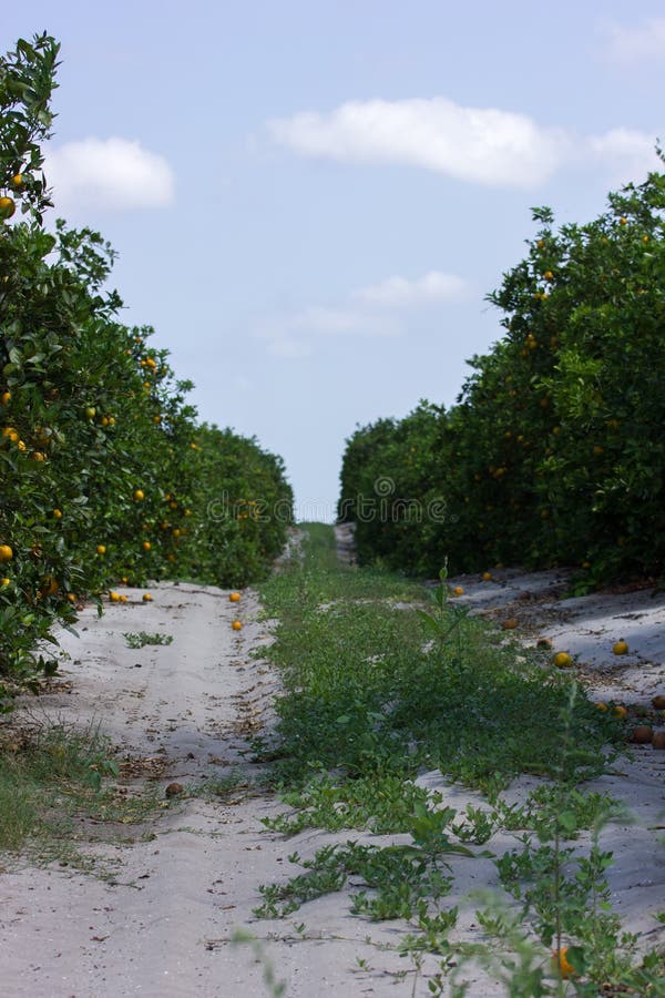 Citrus orchard stock image. Image of ripe, oranges, harvest 72515247