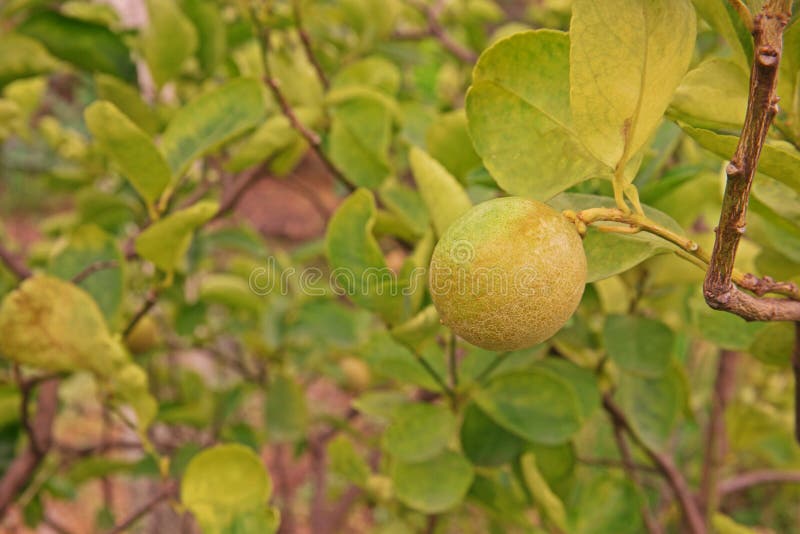 144 Poor Citrus Stock Photos Free & RoyaltyFree Stock Photos from