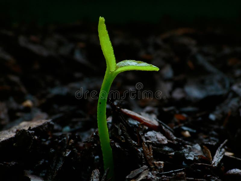 Citrus seedling - day 1