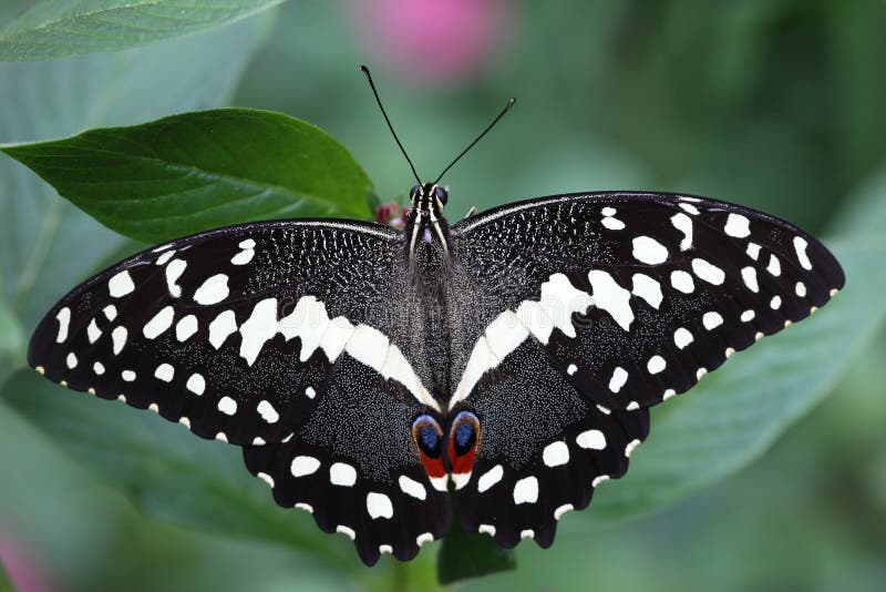 Citrus Swallowtail Butterfly