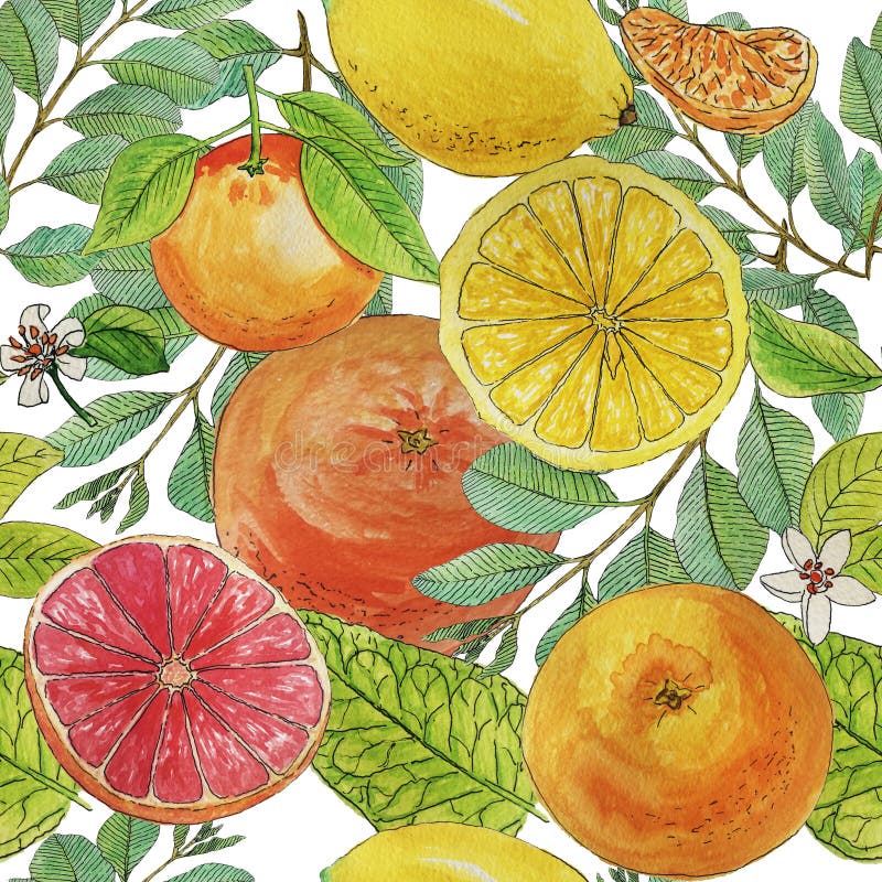 Citrus sömlös modell för vattenfärgsommar som isoleras på vit bakgrund stock illustrationer Citrus sömlös modell för vattenfärgsommar som isoleras på vit bakgrund stock illustrationer