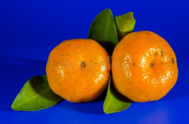 Citrus, Tangerine, Fruit, Clementine Picture. Image 95893815
