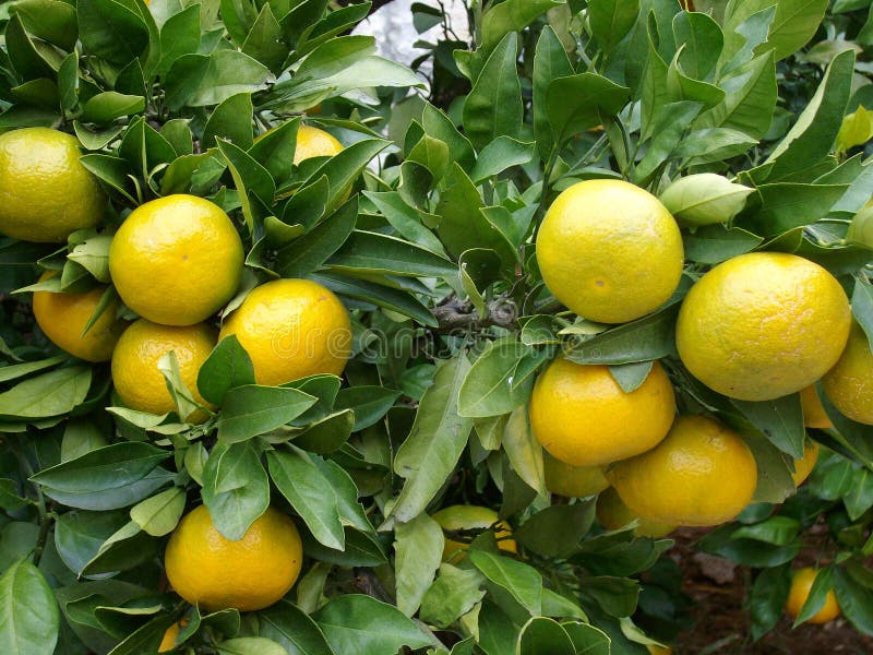 Citrus tree