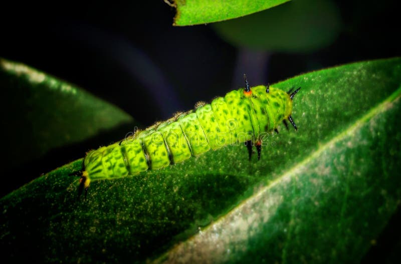 Citrus Tree Pests Caterpillar Stock Image Image of caterpillar, pests