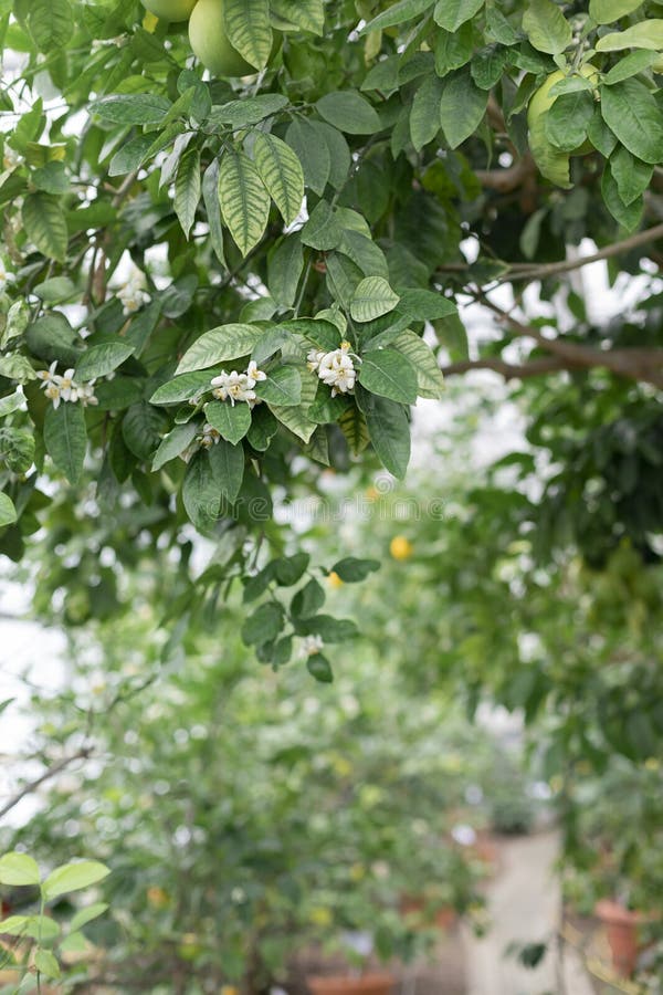 Citrus White Flowers on the Fruit Tree in the Orangery Stock Photo