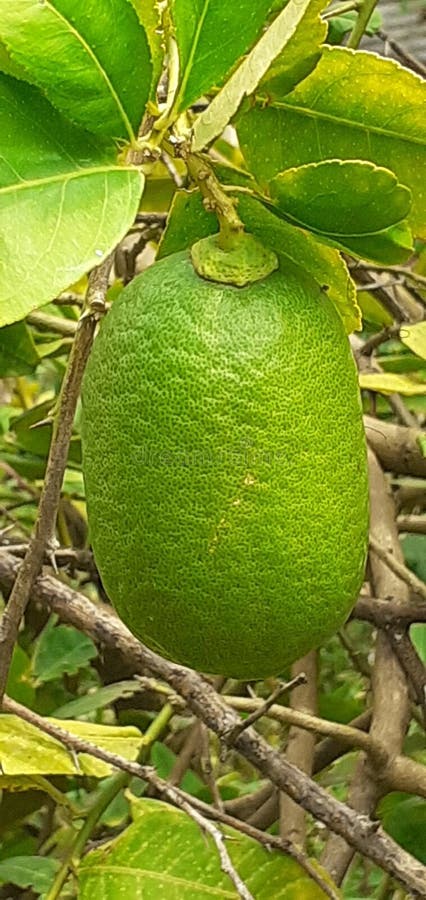 Citrusdrycken Lemon grönträdgårdscitrus royaltyfri bild
