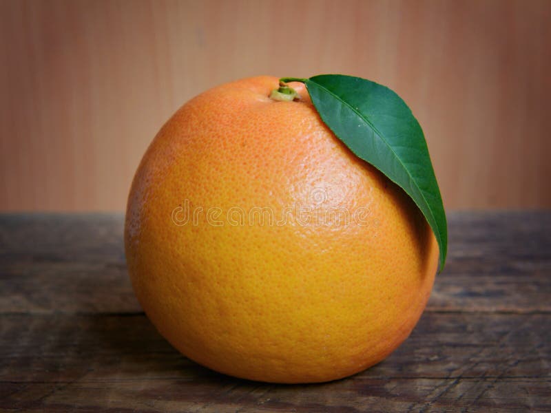 Citrusfrukt från ett träd, grapefrukt royaltyfria foton Citrusfrukt från ett träd, grapefrukt royaltyfria foton