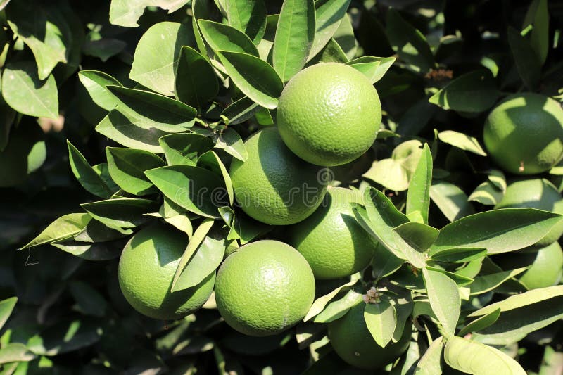 Citrusfrukter mognar i stadsparken. Frukterna från citrusväxterna mogna i stadsparken. Citrusfrukter är utbredda trädgårdsträd.