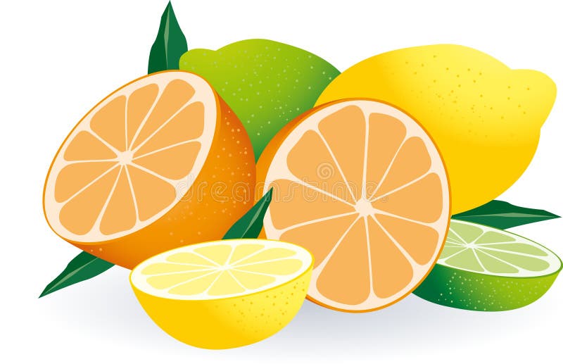 citrusfruktvektor stock illustrationer citrusfruktvektor stock illustrationer
