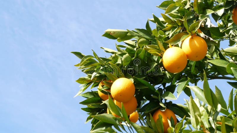Citrusorangefärgad frukt på Trädkalifornia. Lokala gårdsplanteringar på gårdsplan i vårträdgårdsamerikan