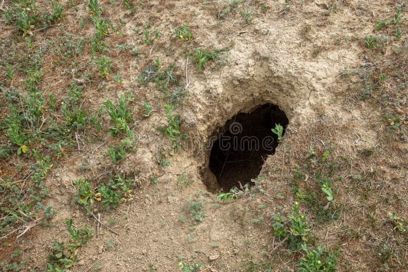 City of Animals. Colony of Wild Wild Animals on Hill, Covered with Labyrinth of Holes. Rabbit Holes. Foxholes Stock Photo - Image of animal, home: 177302368 City of Animals. Colony of Wild Wild Animals on Hill, Covered with Labyrinth of Holes. Rabbit Holes. Foxholes Stock Photo - Image of animal, home: 177302368