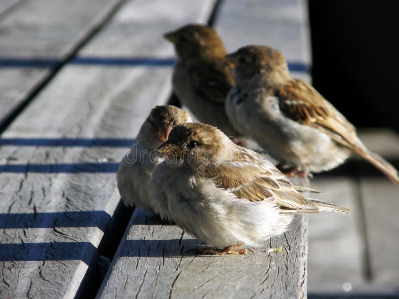 City Birds stock photo. Image of four, bench, sparrow 16620948
