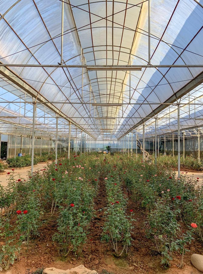 Blossoming red, pink, and white roses greenhouse in the City Flower Garden Da Lat, Vietnam stock photo Blossoming red, pink, and white roses greenhouse in the City Flower Garden Da Lat, Vietnam stock photo