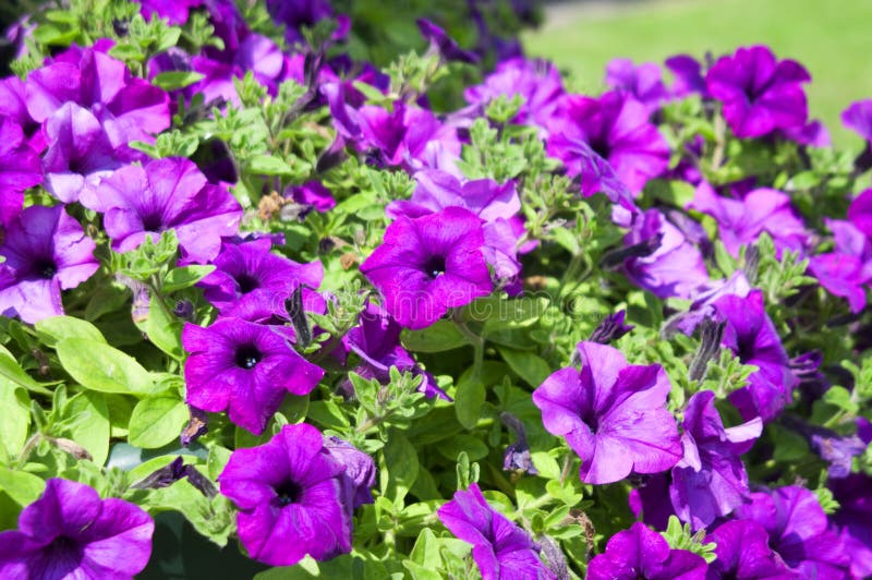 City flowers set two stock photo. Image of tree, city 10054368