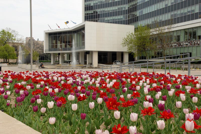 City hall of Hamilton with tulips.