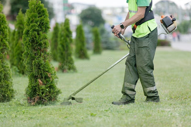 City landscaper cutting grass around planted thuja trees with string lawn trimmer