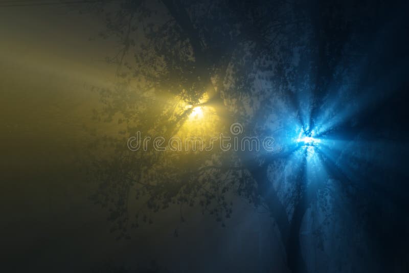 City lights stock image. Image of night, rays, trees 206362893